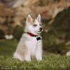 Coastal Pet New Earth Soy Adjustable Dog Collar Onyx Black