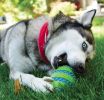 KONG Goomz Squeezz Football Squeaker Dog Toy