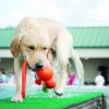 KONG Wubba Wet Water Dog Toy Large