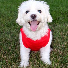Cotton Dog Tank (Color: Flame Scarlet Red, size: small)