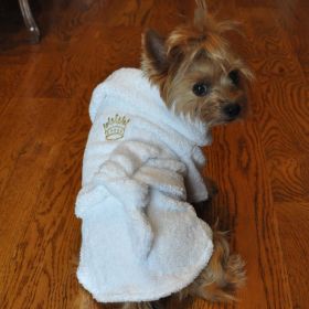 White Gold Crown Cotton Dog Bathrobe by Doggie Design (Color: , size: medium)