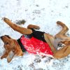 Highline Fleece Dog Coat