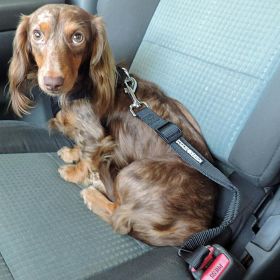 Seat Belt Strap Dog Car Leash (Color: , size: One Size)
